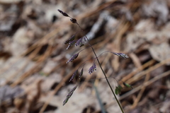 Poa cuspidata