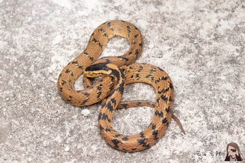 Photo of a Stanley's Slug Snake (Pareas stanleyi)