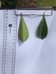 Terminalia microcarpa