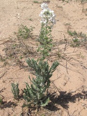 Dimorphocarpa candicans