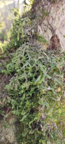 uchatka (Porella)