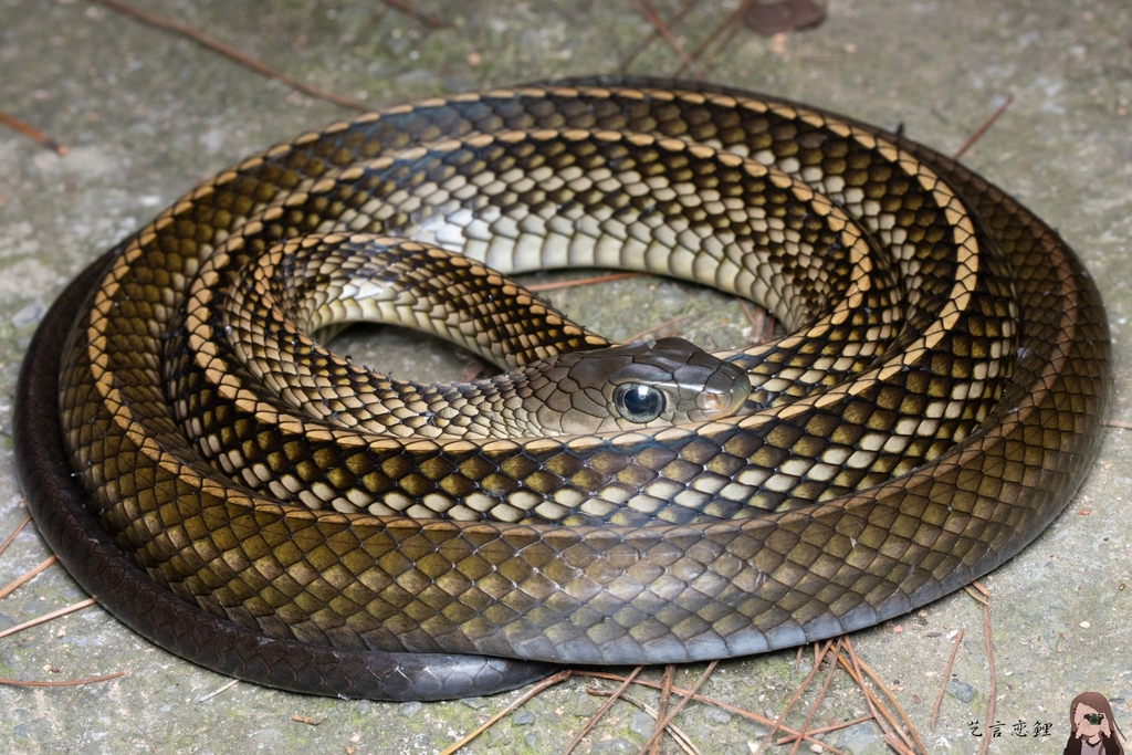 Black-Striped Rat Snake