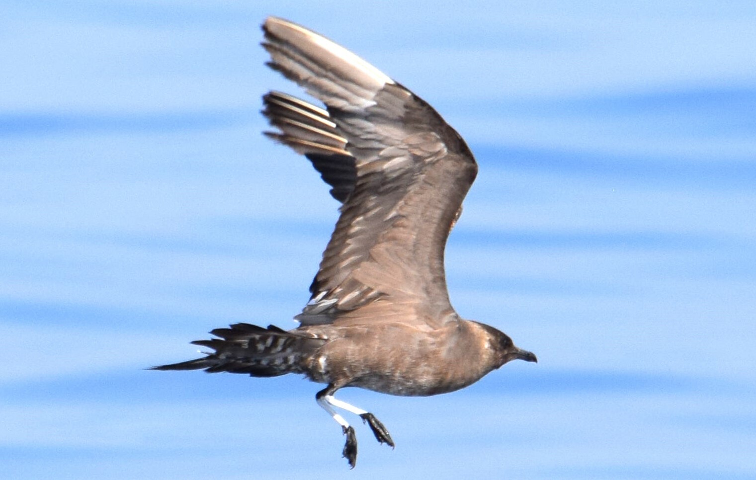 Long-tailed Jaeger