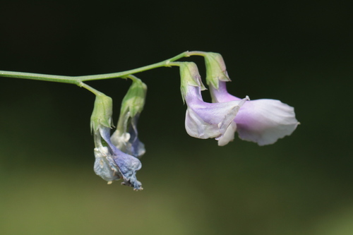 Lathyrus filiformis