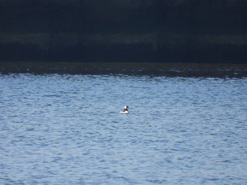 Bufflehead photographed in Louisiana