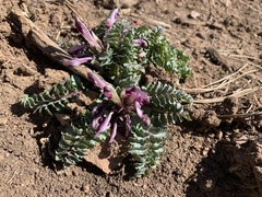 Pedicularis centranthera
