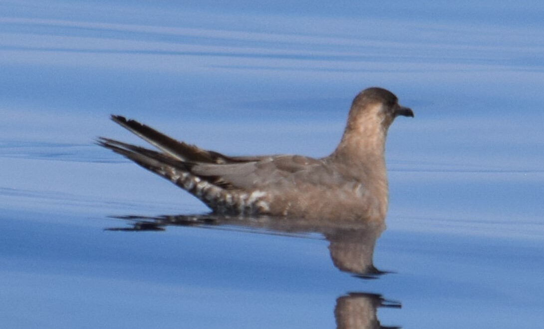 Long-tailed Jaeger