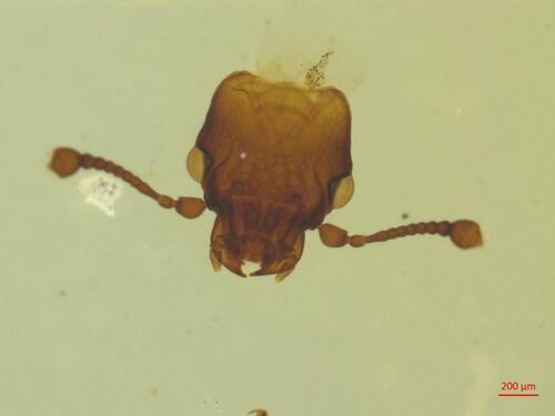 Rhizophagus grandis