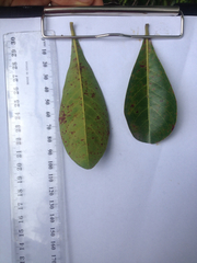 Terminalia microcarpa