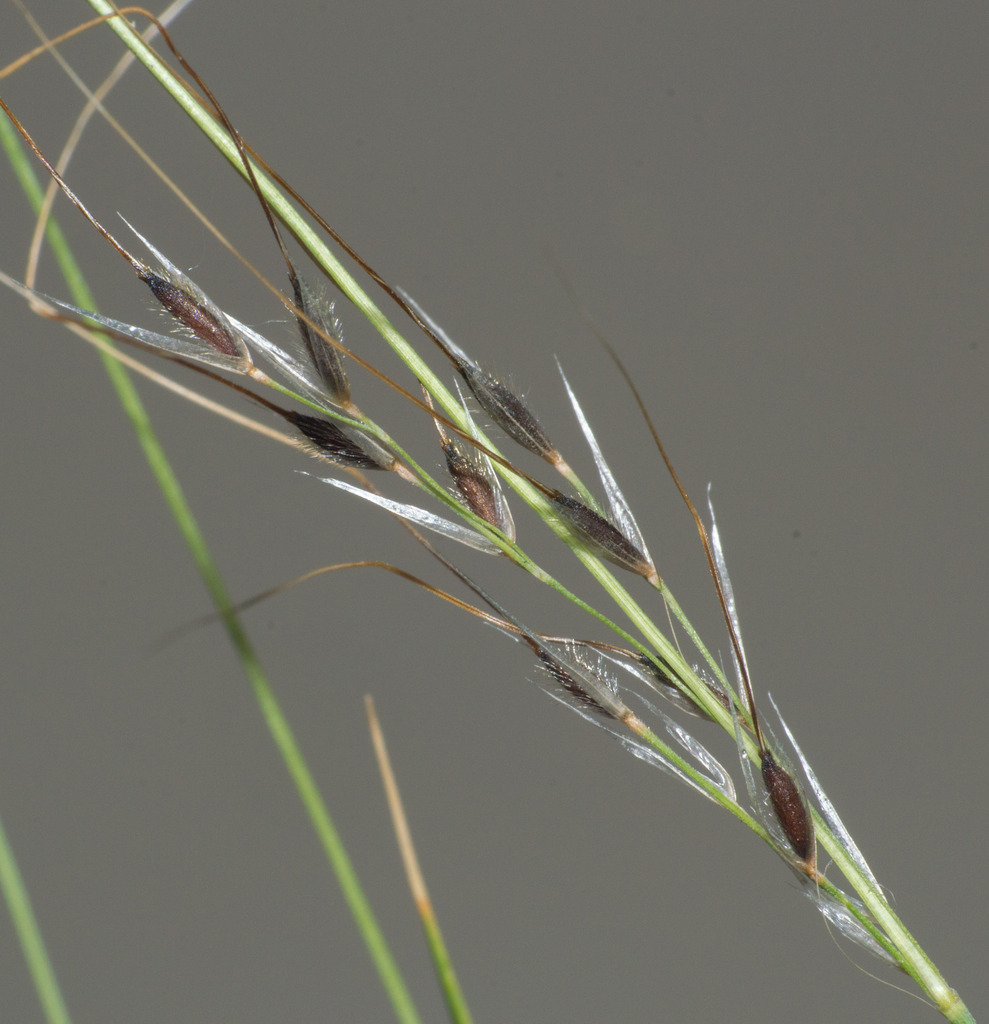 Stipa philippii