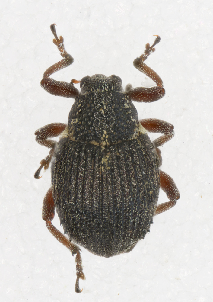 Neophytobius