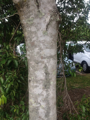 Terminalia microcarpa