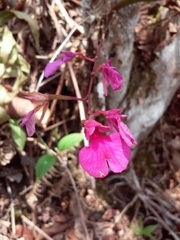Comparettia falcata