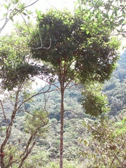 Vochysiaceae