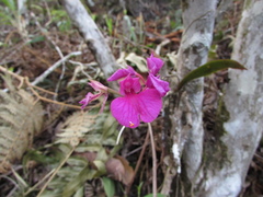 Comparettia falcata