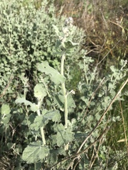 Malacothamnus hallii