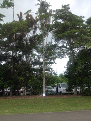 Terminalia microcarpa