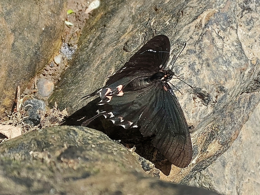 Mimoides lysithous from Catuíra, Alfredo Wagner - SC, 88450-000, Brasil ...