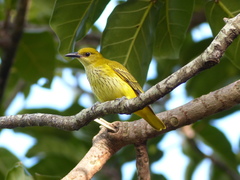 Oriolus auratus