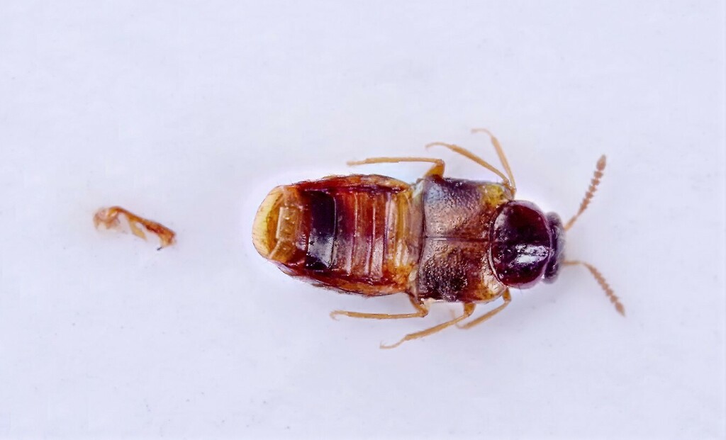 Gyrophaena gentilis