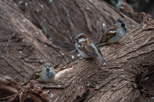 House Sparrow photographed in Hawaii