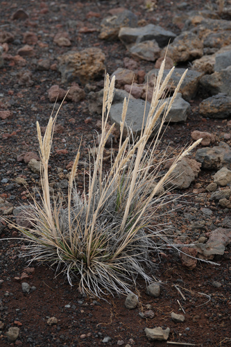 trisetum glomeratum
