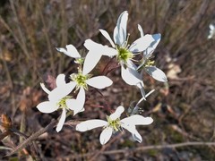 Amelanchier × lamarckii