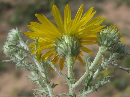 Cut-leaf Ironplant
