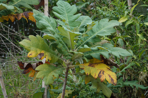 Bocconia frutescens observed 2023-12-21