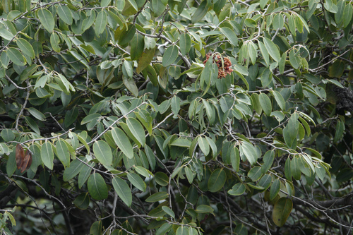 Diospyros sandwicensis observed 2023-12-24