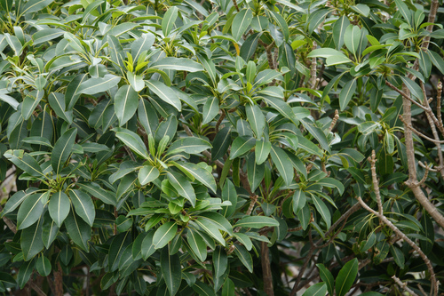 Rauvolfia sandwicensis observed 2023-12-24
