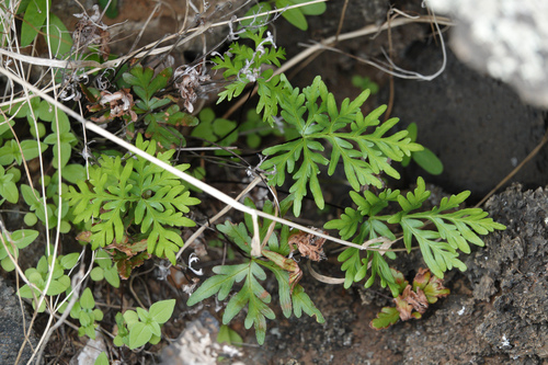 Doryopteris decipiens observed 2023-12-24