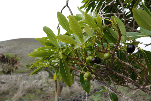 Rauvolfia sandwicensis observed 2023-12-24