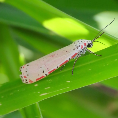 Ornate Bella Moth (Utetheisa ornatrix)