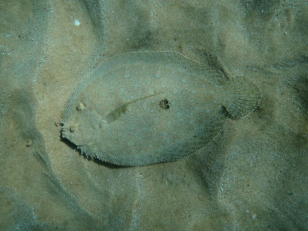 Flounder (Bothus mancus) — Bothidae