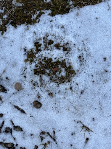 Black Bear Tracks – NatureTracking