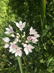 Allium praecox