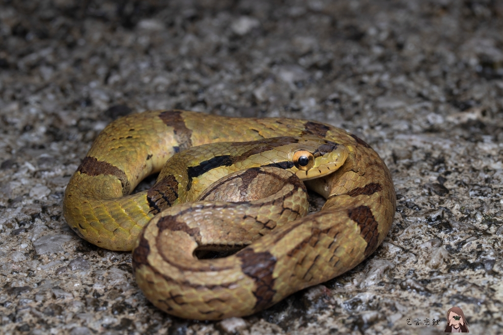 Bamboo False Cobra