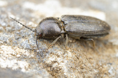 Cardiophorus