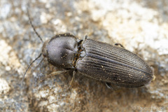Cardiophorus