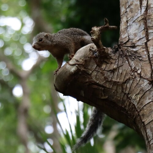 Zanj Sun Squirrel