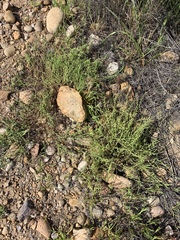 Harpagonella palmeri