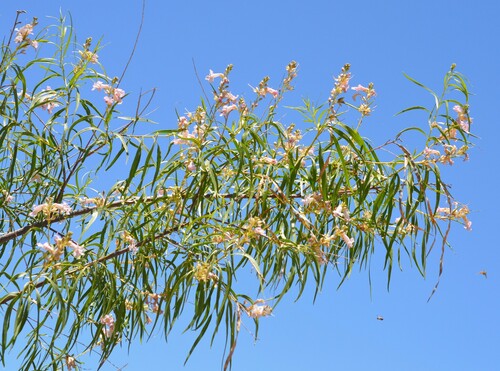 desert willow