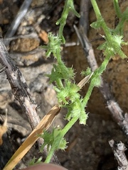 Harpagonella palmeri