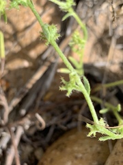 Harpagonella palmeri