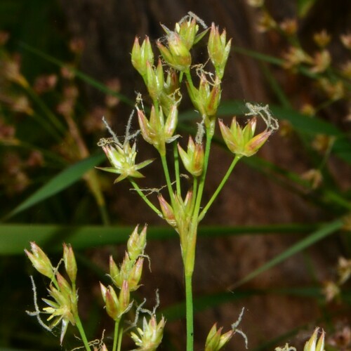 pointed rush (Juncus oxymeris)