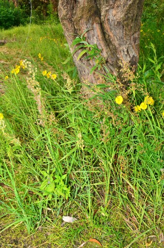 Juncus oxymeris, photograph 2