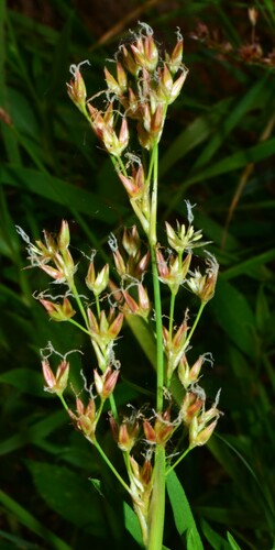 Image of Juncus oxymeris by (c) Gabriel Campbell-Martinez, some rights reserved (CC BY)