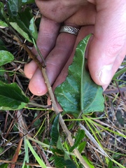 Ipomoea microdactyla