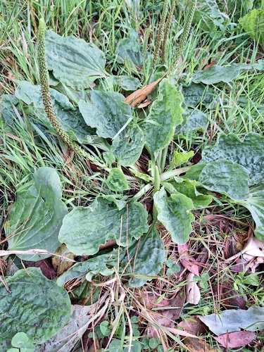 Plantas vasculares